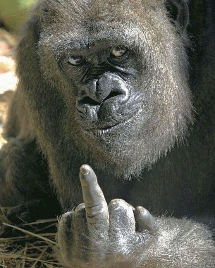 Gorilla